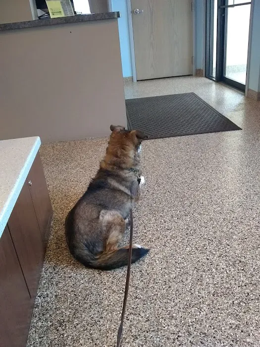 Bellevue Animal Hospital Picture 1
