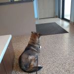 Bellevue Animal Hospital