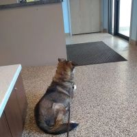 Bellevue Animal Hospital ico