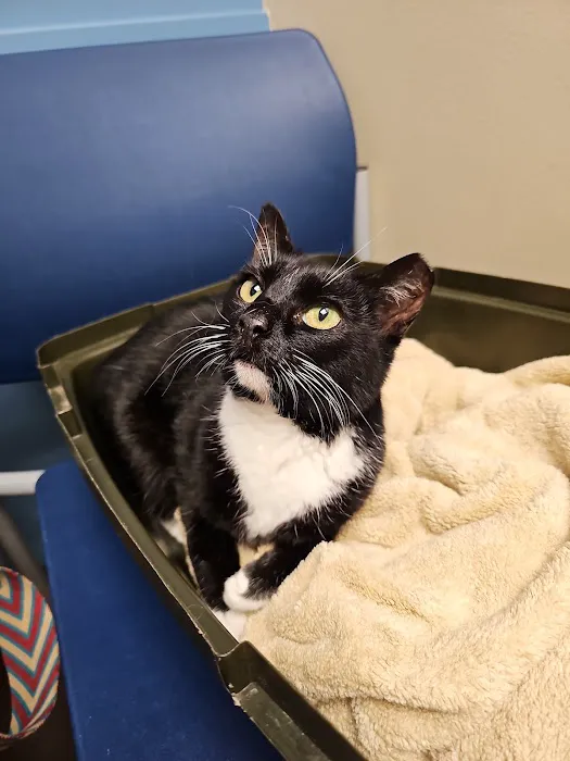 Bellevue Animal Hospital Picture 10