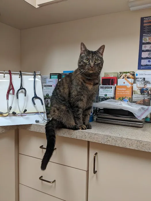 York Animal Hospital Picture 3