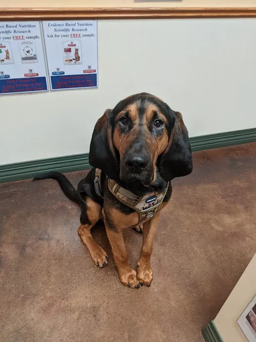 York Animal Hospital Picture 1