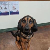 York Animal Hospital ico