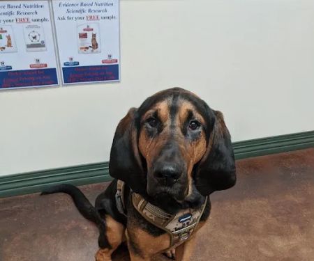 York Animal Hospital