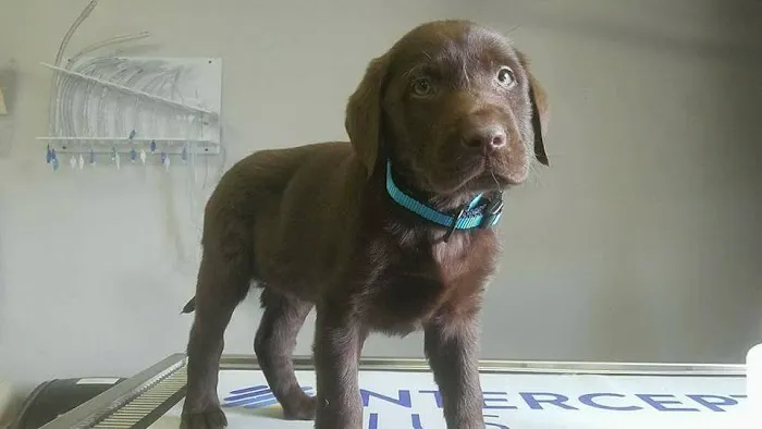Four County Veterinary Services Picture 9