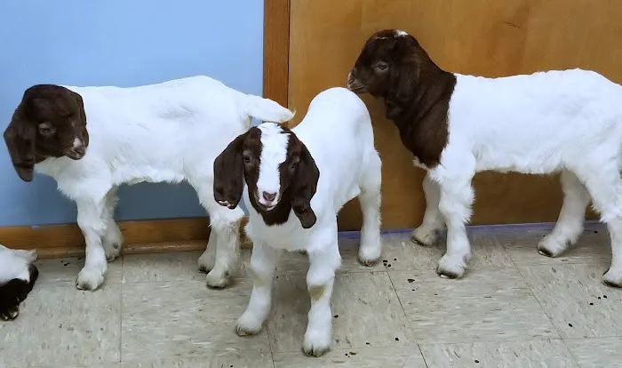 Four County Veterinary Services Picture 1