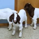 Four County Veterinary Services