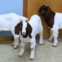 Four County Veterinary Services ico
