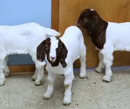 Four County Veterinary Services