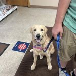 NOAH Pet Clinic