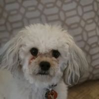 Lakeshore Veterinary Hospital ico