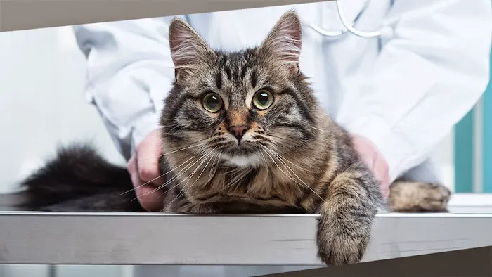 Lakeshore Veterinary Hospital Picture 7