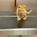 Sandusky Animal Hospital