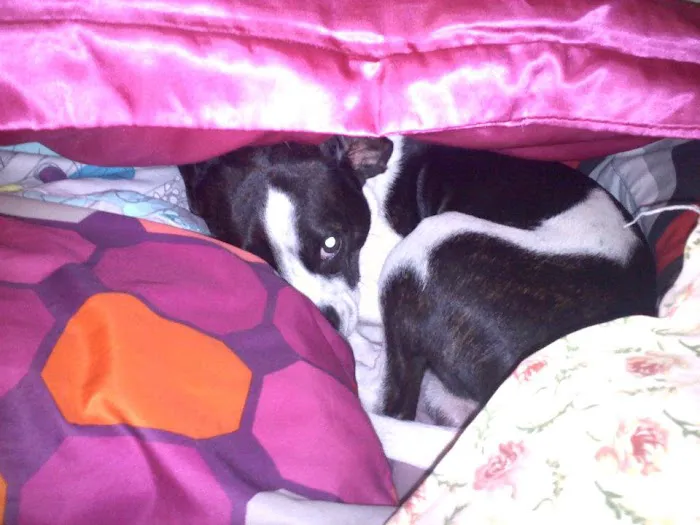Sandusky Animal Hospital Picture 8