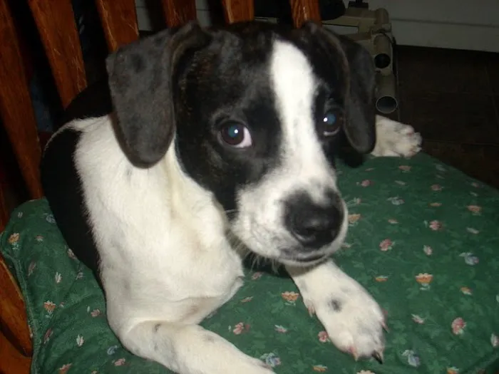 Sandusky Animal Hospital Picture 7