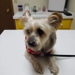 Landings Animal Hospital