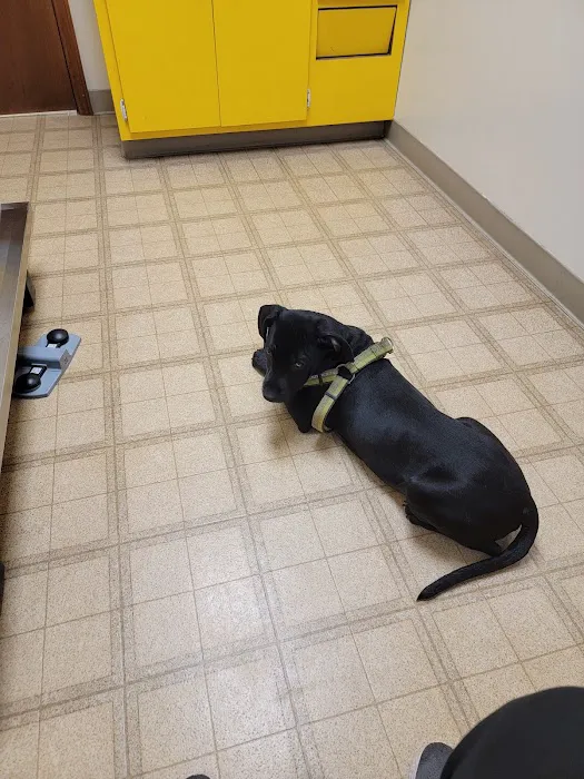 Landings Animal Hospital Picture 3