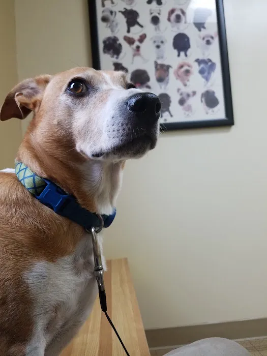 Landings Animal Hospital Picture 2