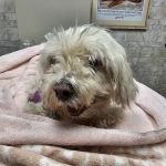 Avon Lake Animal Clinic: Mills Brian N DVM