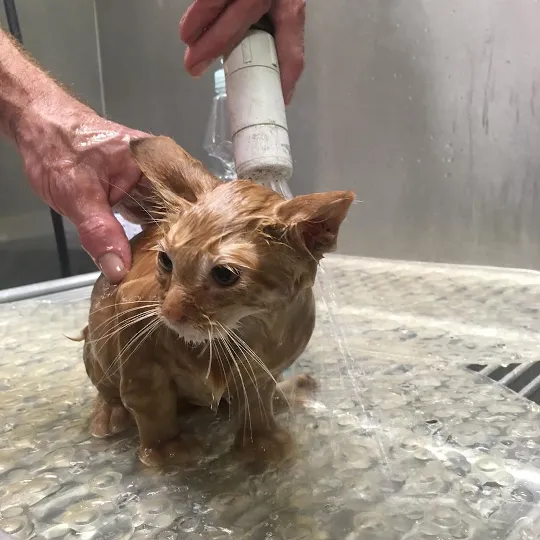 Avon Lake Animal Clinic Picture 10