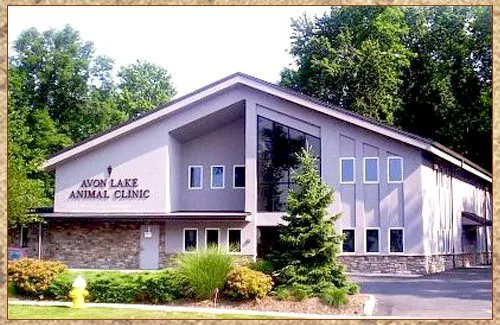Avon Lake Animal Clinic Picture 8