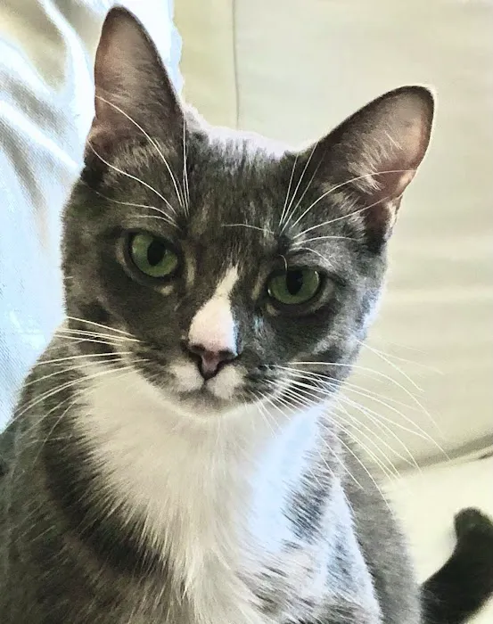 Avon Lake Animal Clinic Picture 1