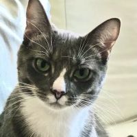 Avon Lake Animal Clinic ico