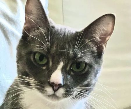 Avon Lake Animal Clinic