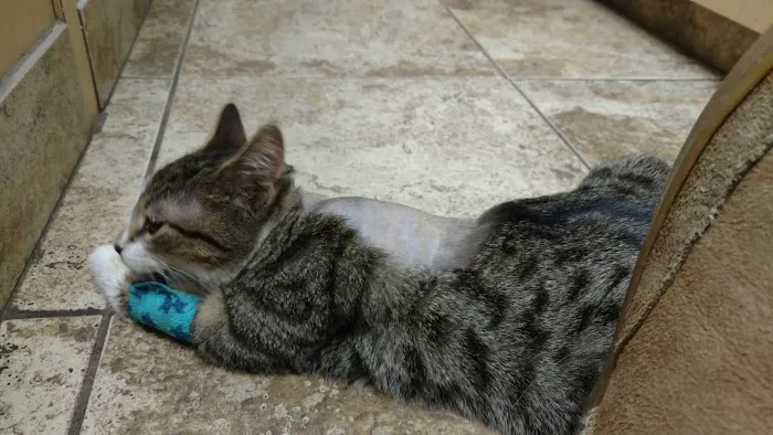 Avon Lake Animal Clinic Picture 3