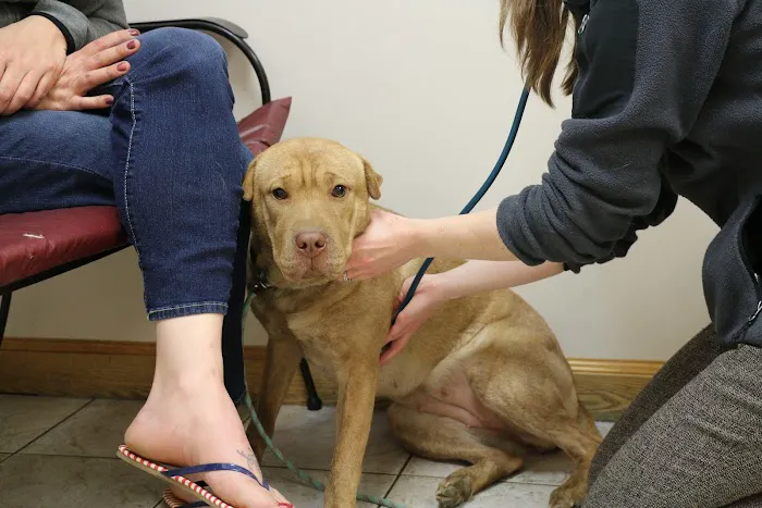 Broadway Veterinary Clinic Picture 3