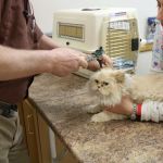 Broadway Veterinary Clinic