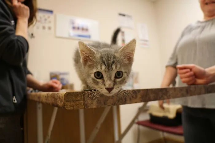 Broadway Veterinary Clinic Picture 2