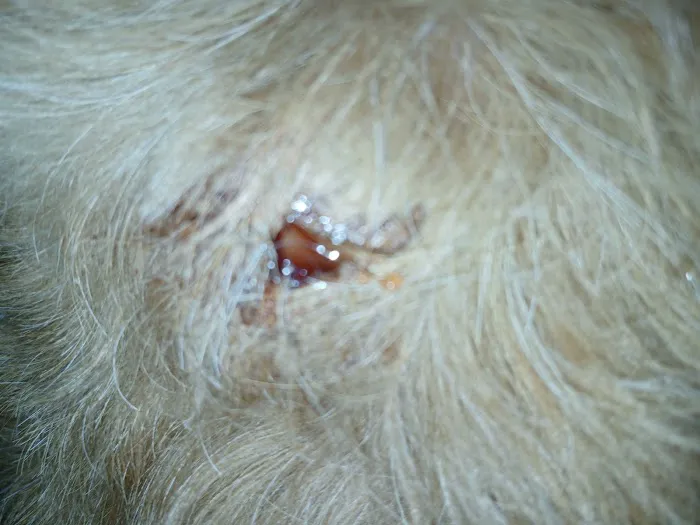Bangor Veterinary Hospital Picture 1