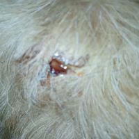 Bangor Veterinary Hospital ico