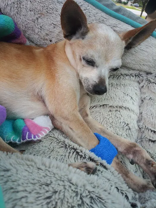 Veazie Veterinary Clinic Picture 8