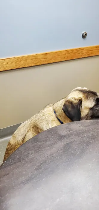 Veazie Veterinary Clinic Picture 6