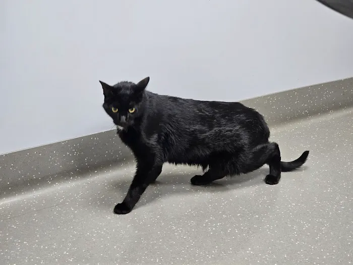 Veazie Veterinary Clinic Picture 7