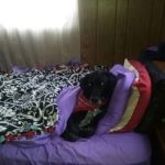 Milbridge Veterinary Clinic
