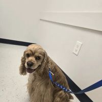 Turner Animal Clinic ico