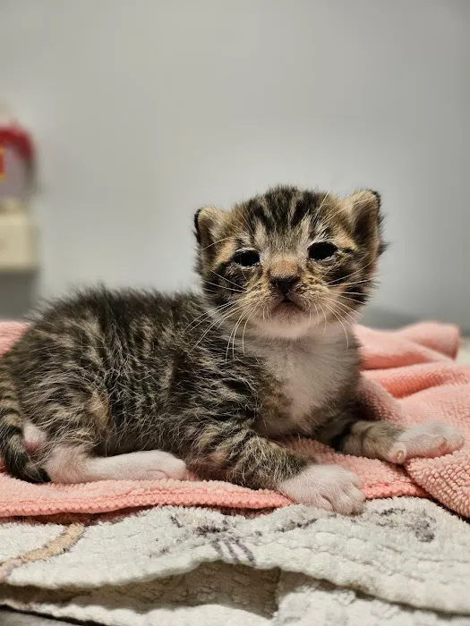 Turner Animal Clinic Picture 6