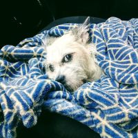 Applewood Animal Hospital ico