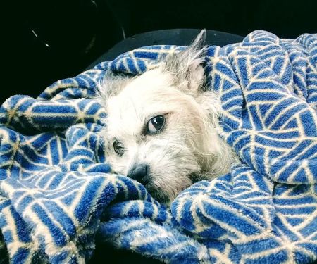 Applewood Animal Hospital