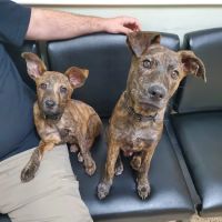 Cherryville Animal Hospital ico