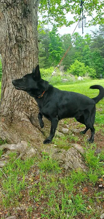 Vale Veterinary Hospital: Matthews Melissa DVM Picture 8