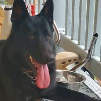 Vale Veterinary Hospital: Matthews Melissa DVM ico