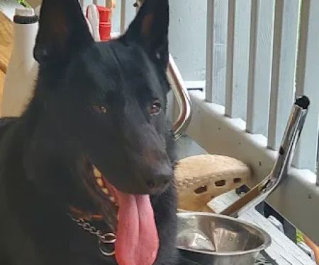 Vale Veterinary Hospital: Matthews Melissa DVM