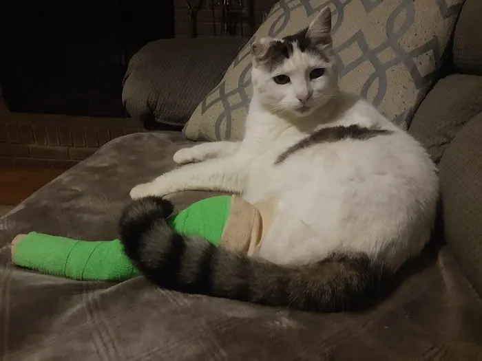 Vale Veterinary Hospital Picture 6