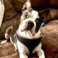 Vale Veterinary Hospital ico