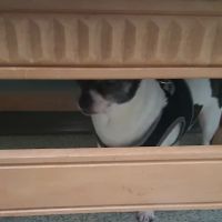 Cottonwood Veterinary Hospital ico