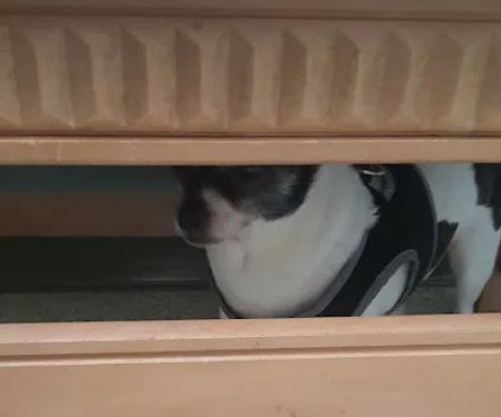 Cottonwood Veterinary Hospital